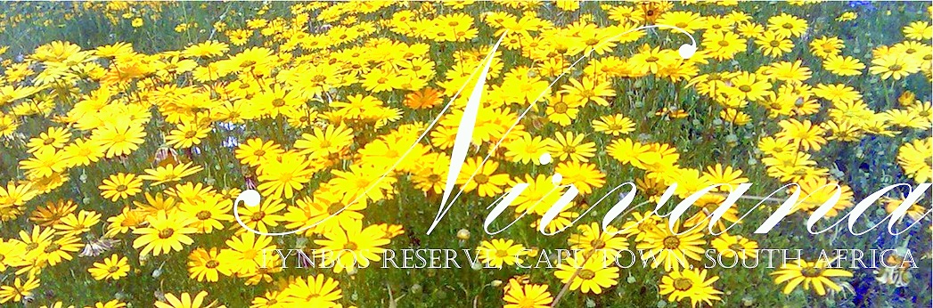 Nirvana Fynbos Reserve