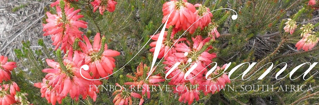 Nirvana Fynbos Reserve