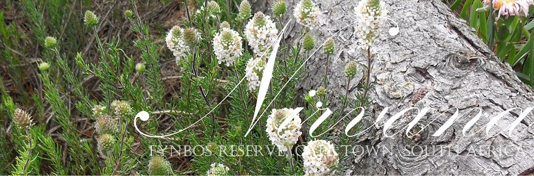 Nirvana Fynbos Reserve