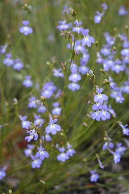 Lobelia linearis
