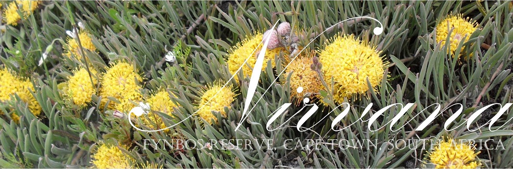 Nirvana Fynbos Reserve