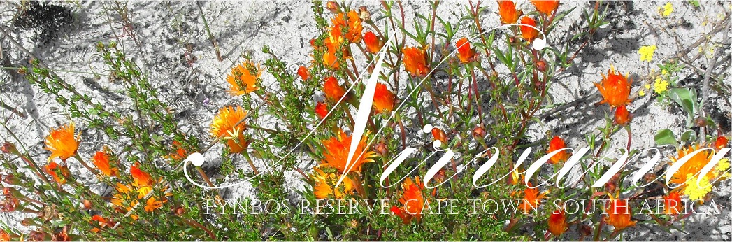 Nirvana Fynbos Reserve