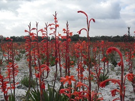 Watsonia meriana