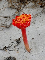 Haemanthus